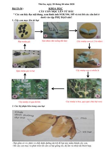 Bài giảng Khoa học Lớp 5 - Bài 53-54: Cây con mọc lên từ đâu