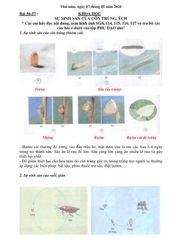 Bài giảng Khoa học Lớp 5 - Bài 56-57: Sự sinh sản của côn trùng, ếch