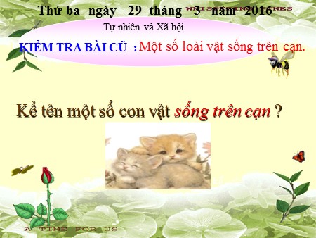 Bài giảng Tự nhiên xã hội Khối 2 - Bài 29: Một số loài vật sống dưới nước