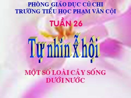 Bài giảng Tự nhiên xã hội Lớp 2 - Bài 26: Một số loài cây sống dưới nước