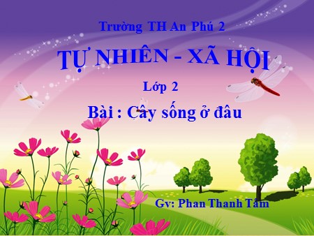 Bài giảng Tự nhiên xã hội Lớp 2 - Bài 24: Cây sống ở đâu?