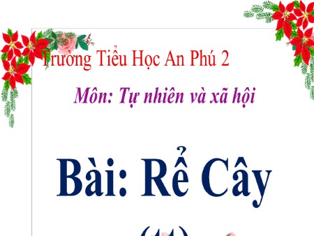 Bài giảng Tự nhiên xã hội Lớp 3 - Bài 44: Rễ cây (tiếp theo)