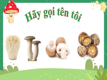 Bài giảng Khoa Học 4 - Tuần 21, Bài 20: Nấm ăn và nấm trong chế biến thực phẩm