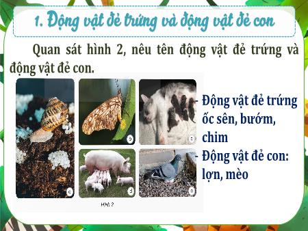 Bài giảng Khoa Học 5 - Bài 15: Sinh sản của động vật