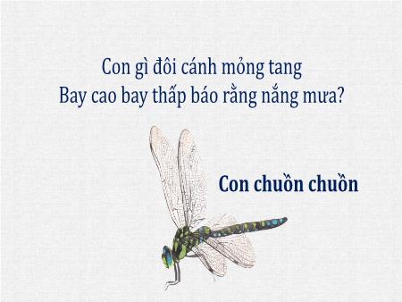 Bài giảng Tiếng Việt 4 - Tuần 7, Tiết 43: Đọc: Con vẹt xanh